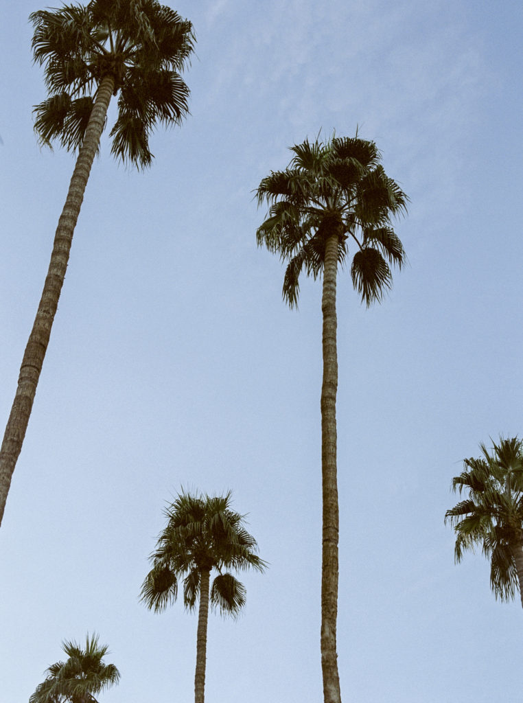 Photo of Palm Springs palm trees , shot on Kodak film